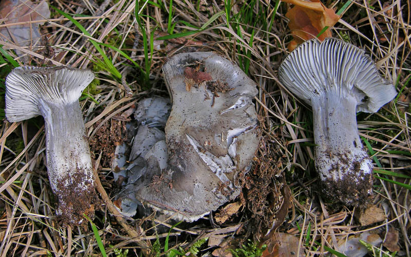 Ritrovamenti venerd� 20 aprile.